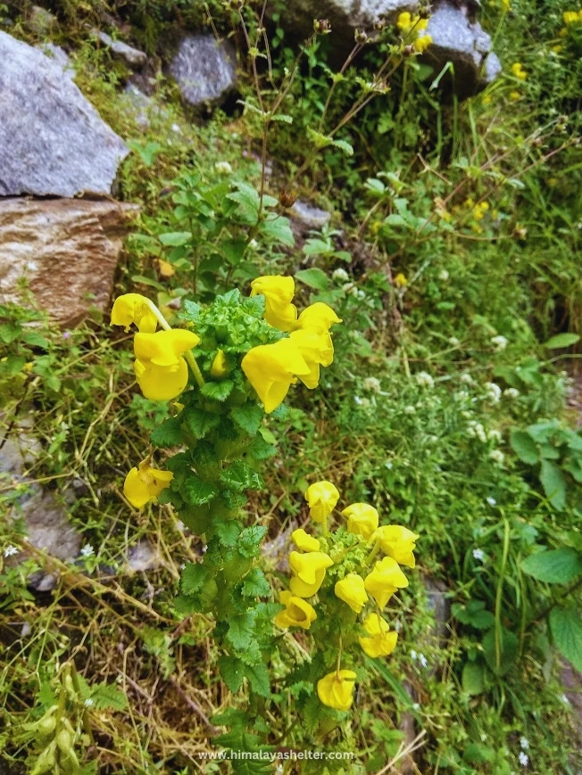 Flowers of this Fulo Ki Ghati