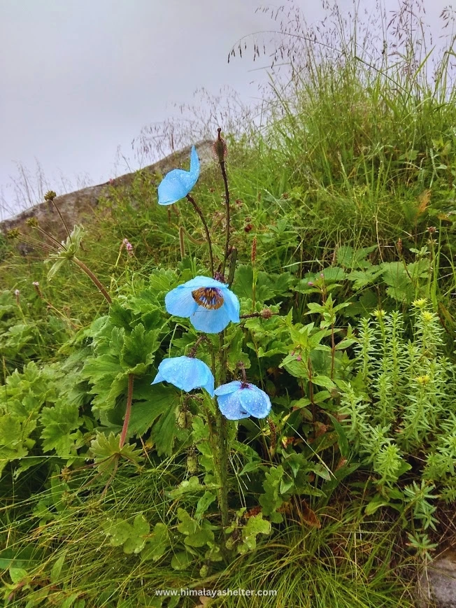 Flowers of this Fulo Ki Ghati