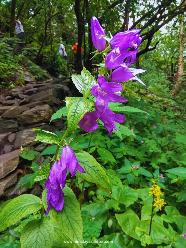 Flowers of this Fulo Ki Ghati